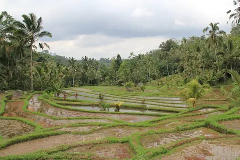 Rice terraces · Bali, Indonesia