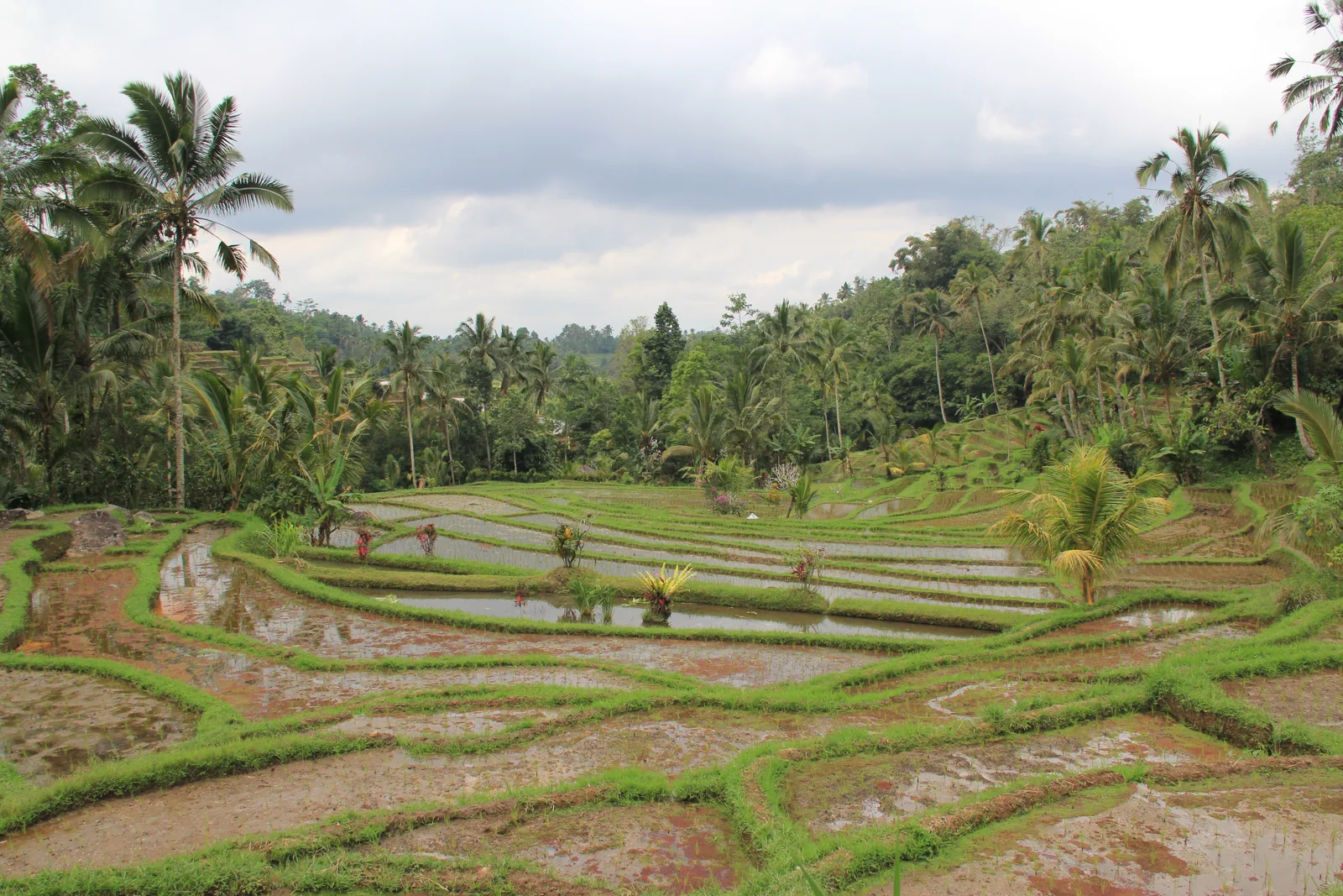 Rice terraces · Bali, Indonesia