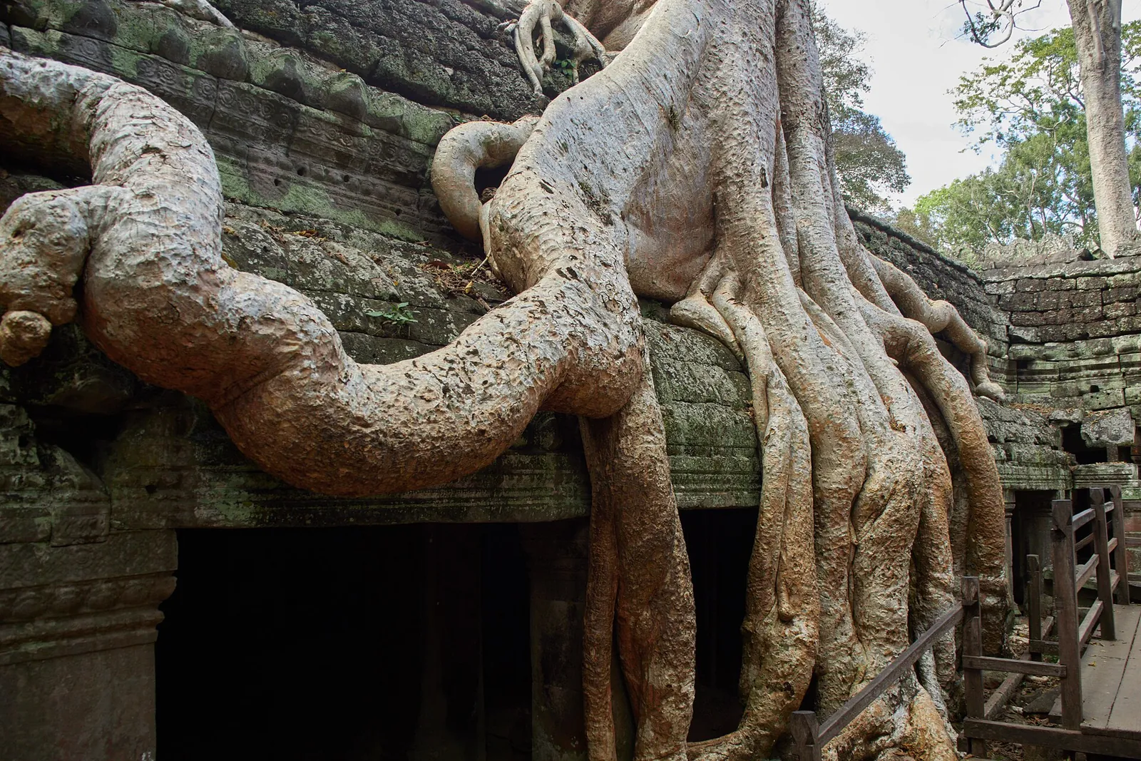 Kořeny stromů přes kamenné zdi v Ta Prohm