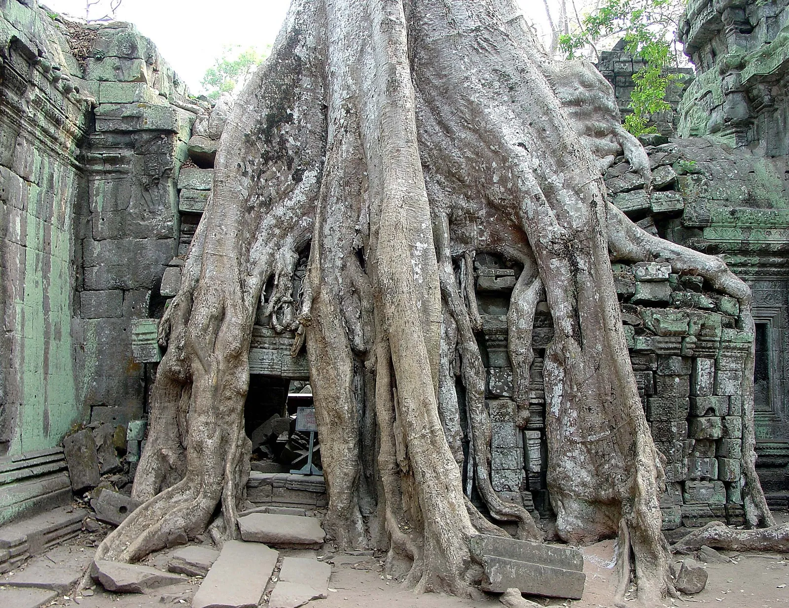 Tree roots spilling over the stone walls of Ta Prohm