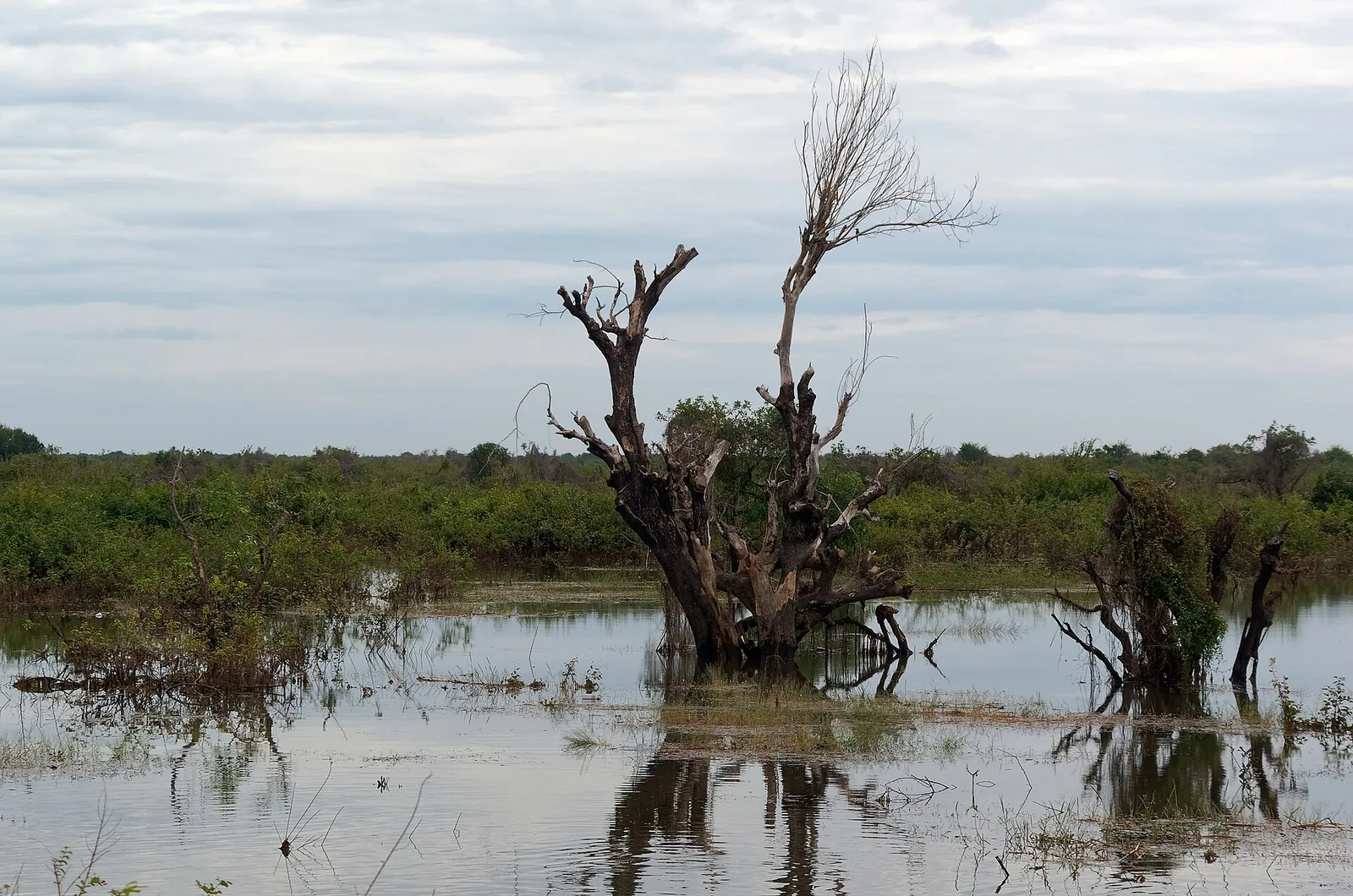 Træer, der står i højt vand på Tonlé Sap