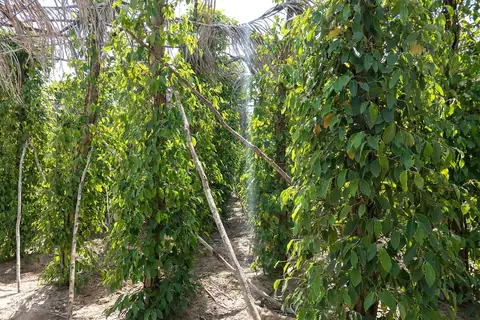 Řady pepřovníků na La Plantation v provincii Kampot