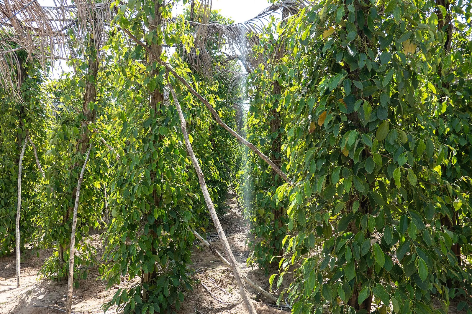 Řady pepřovníků na La Plantation v provincii Kampot