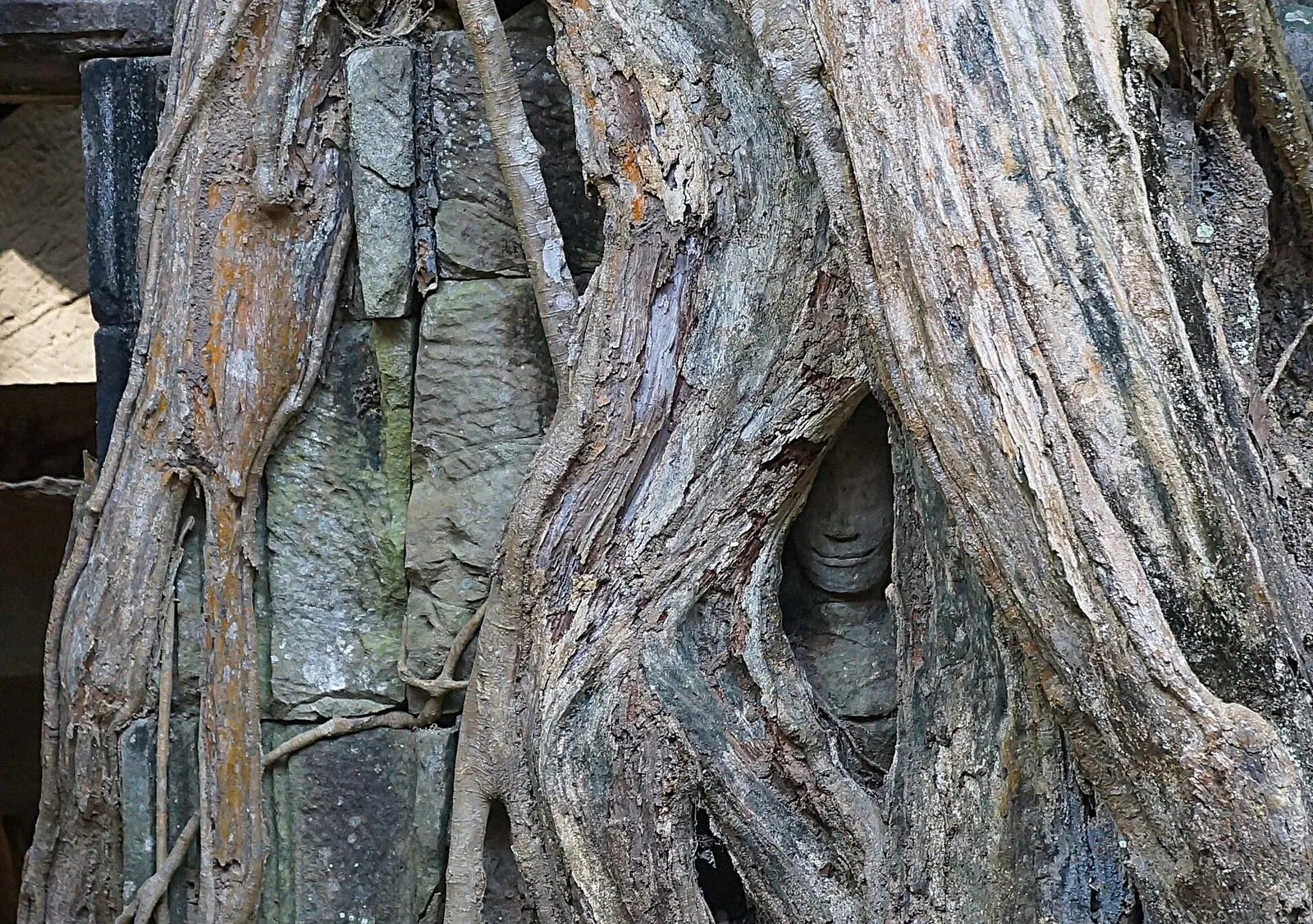Malá tesaná tvář Buddhy mezi kořeny stromu v Ta Prohm