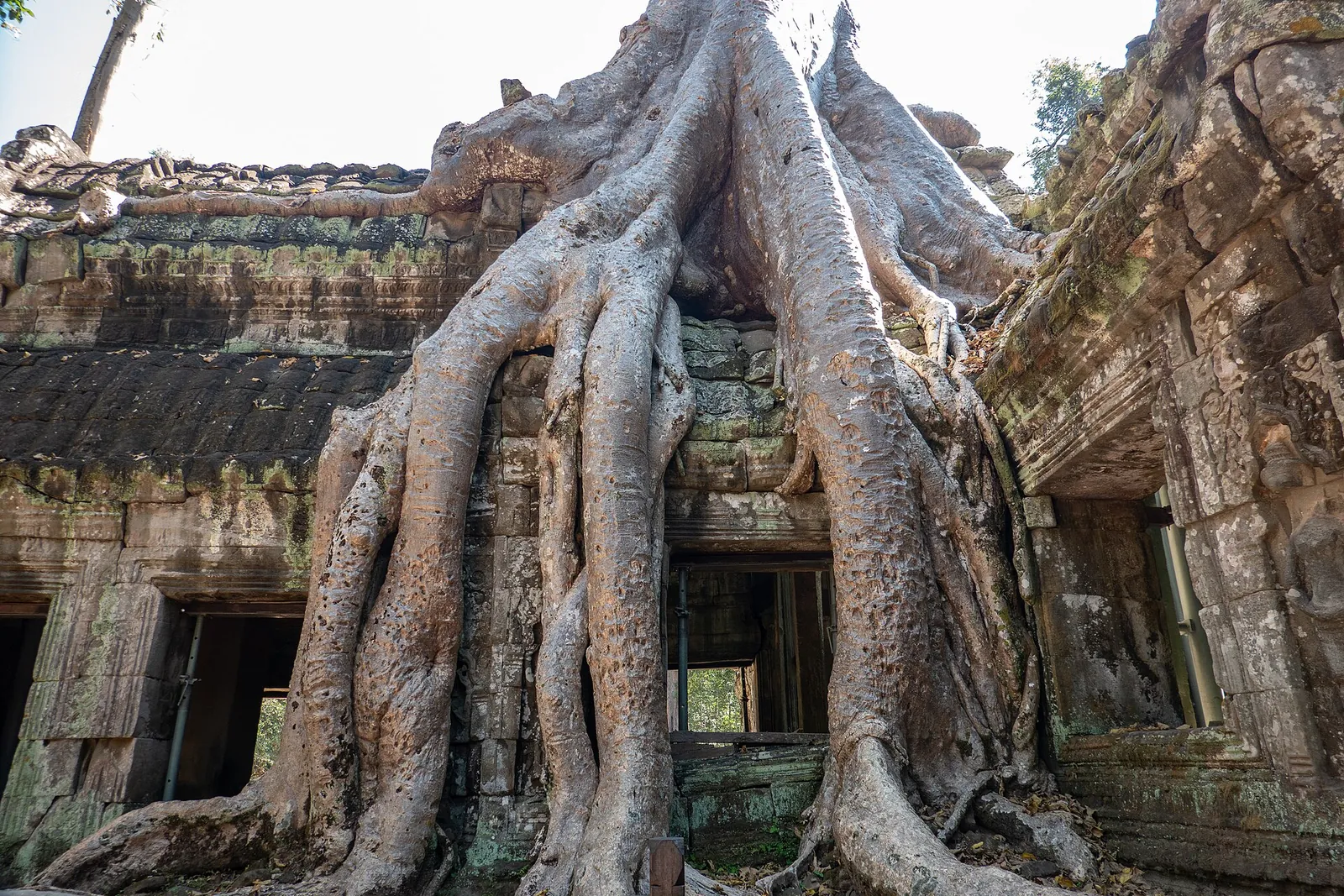 Tree roots spreading over a stone gallery at Ta Prohm