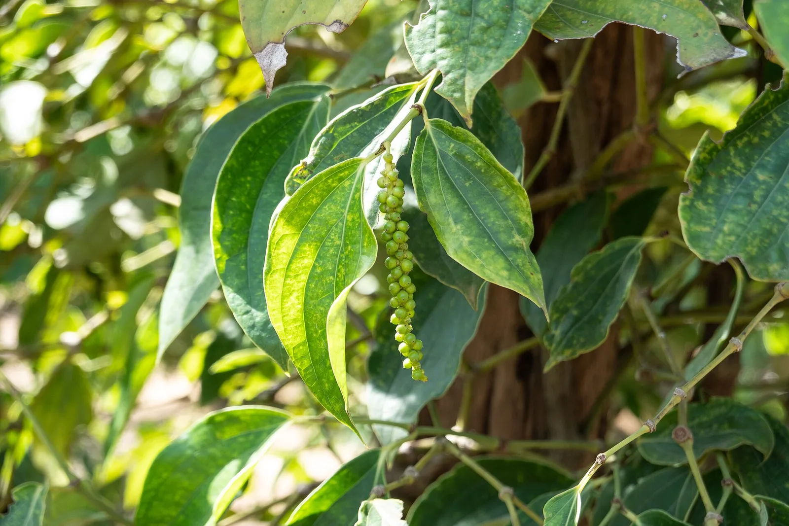 Zelené kuličky pepře rostoucí v La Plantation v provincii Kampot