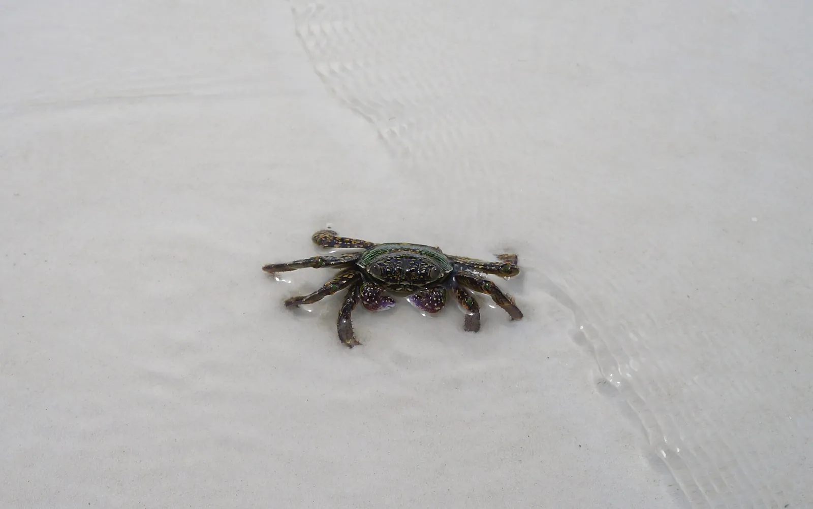 Malý krab na písku na Koh Rong Samloem