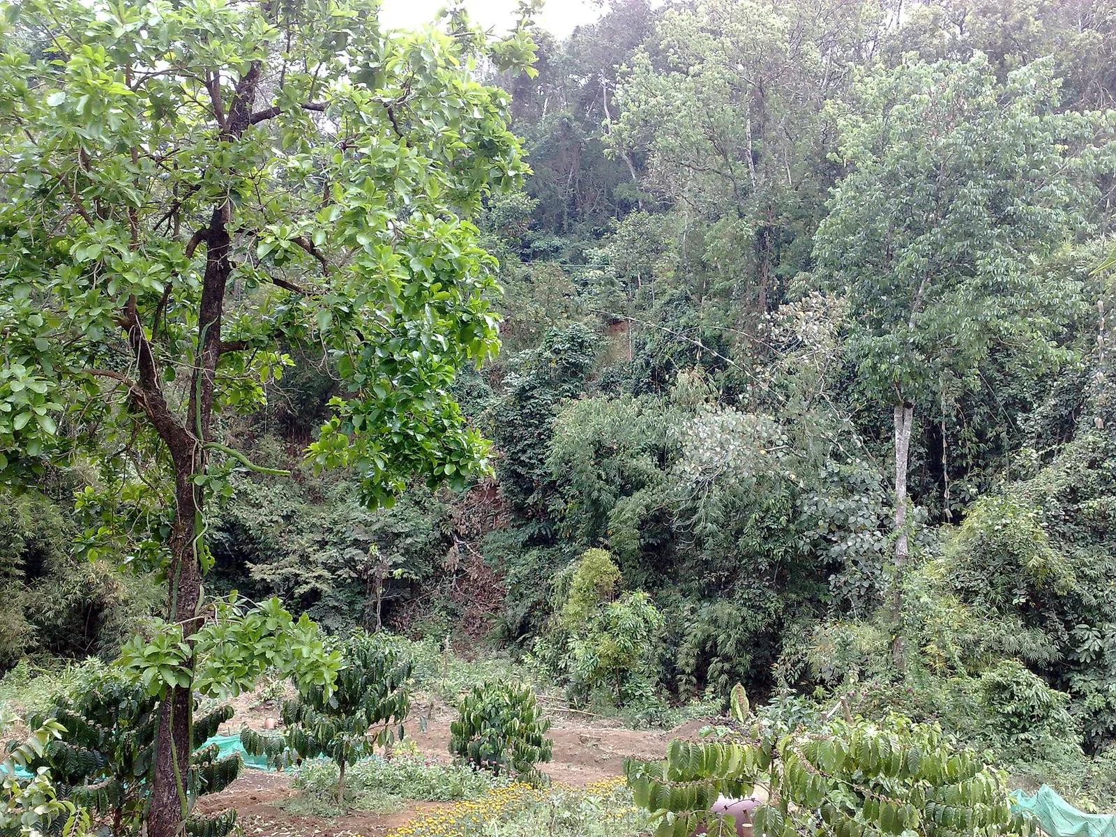 Skov nær Sen Monorom i Mondulkiri