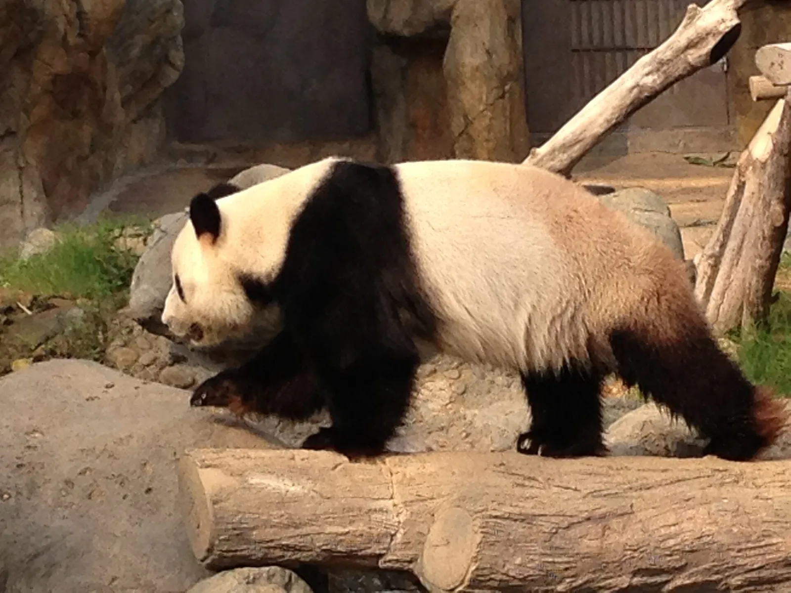 Panda velká kráčející ve výběhu Ocean Park Hong Kong