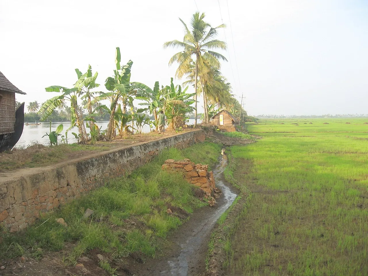 A grassy dyke path between a canal and green paddy fields lying lower than the water in Kuttanad