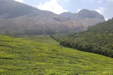 Nyírt sorokban álló teacserjék egy lejtőn, egy kopár sziklatömb alatt, Munnar városától északra