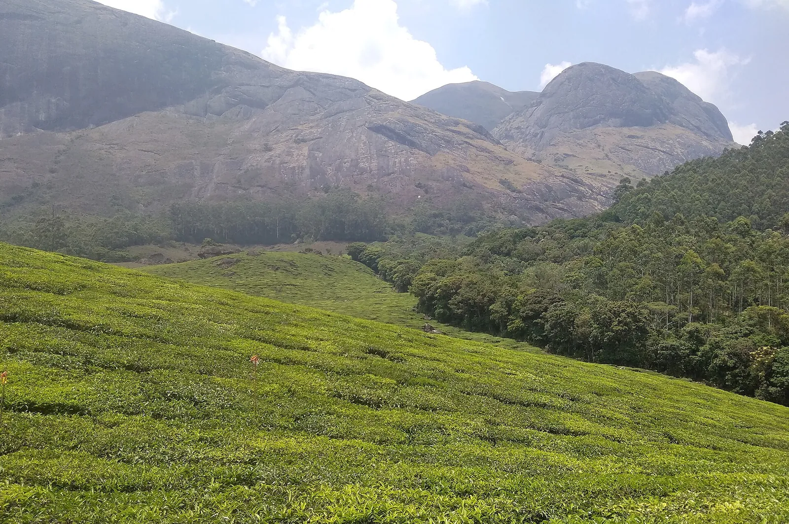 Arbustos de té en hileras bien recortadas sobre una ladera, bajo un macizo rocoso desnudo al norte de la ciudad de Munnar