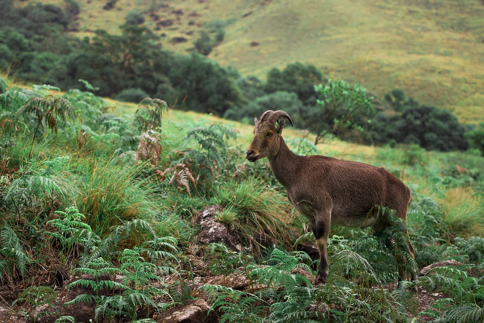 Un tahr del Nilgiri entre helechos en una ladera verde del parque nacional de Eravikulam