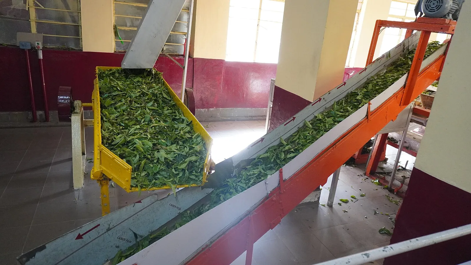 Hoja de té verde recién recolectada subiendo por una cinta transportadora en una pequeña fábrica