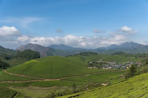 Hileras de té en las laderas de los alrededores de Munnar bajo un cielo azul, con colinas al fondo