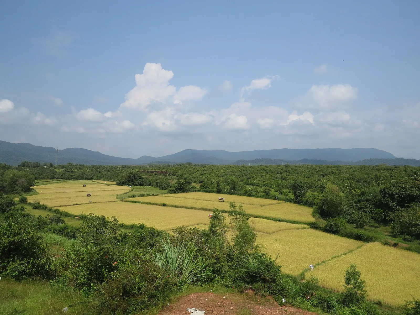 Green paddy fields and wooded hills under a blue sky, seen from a train window on the Konkan Railway