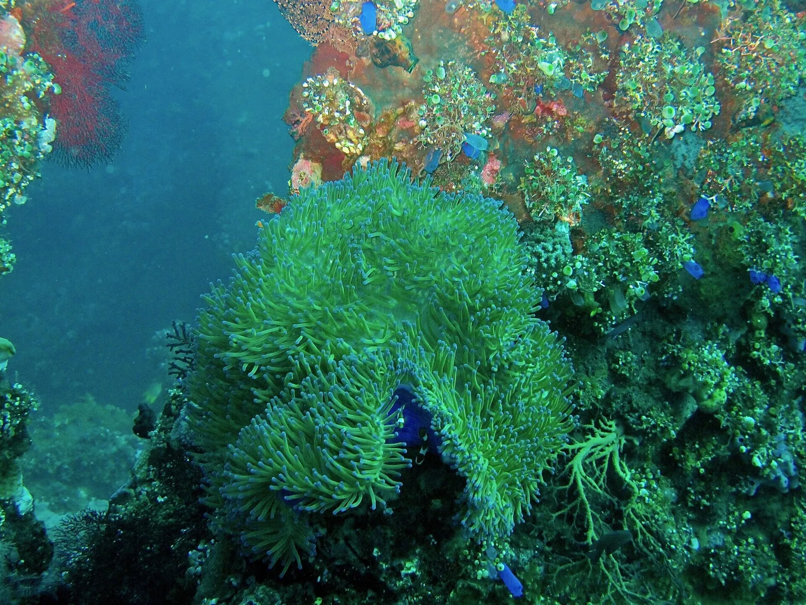 Green sea anemone among corals and small fish on the USAT Liberty wreck at Tulamben