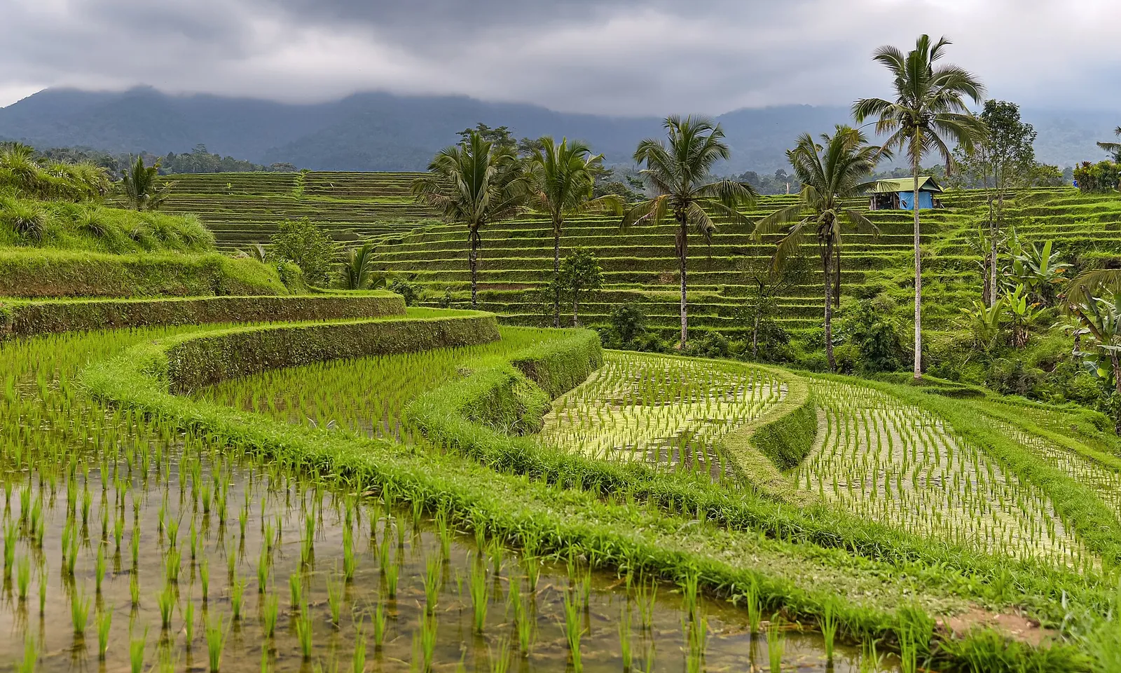 Curving green rice terraces with coconut palms and young rice at Jatiluwih, with hills behind