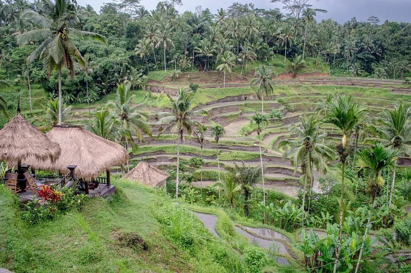 Grønne trappede risterrasser med palmer og stråtagsskjul ved Tegallalang nord for Ubud