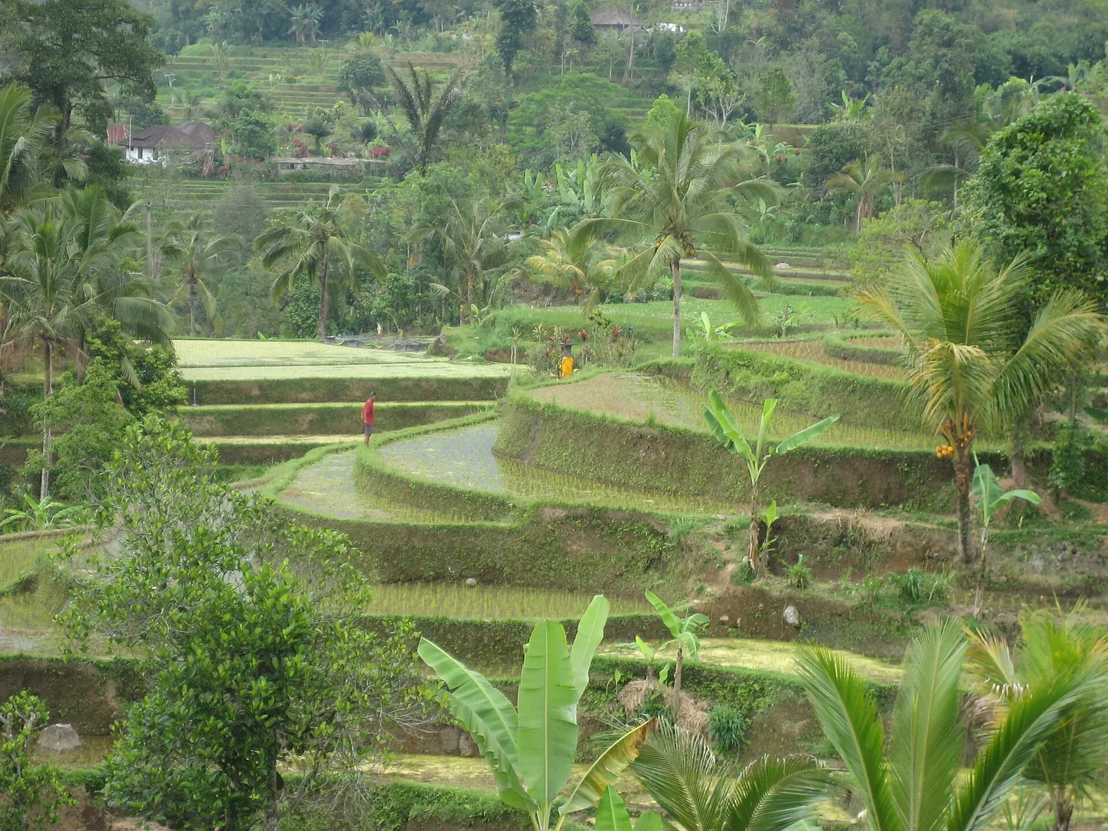 Stepped green rice terraces among palms and banana plants at Tegalalang in Gianyar, near Ubud