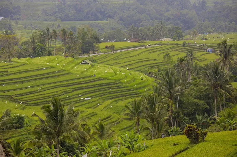 Bright green rice terraces stepping down a valley among coconut palms at Jatiluwih in Bali's Tabanan regency