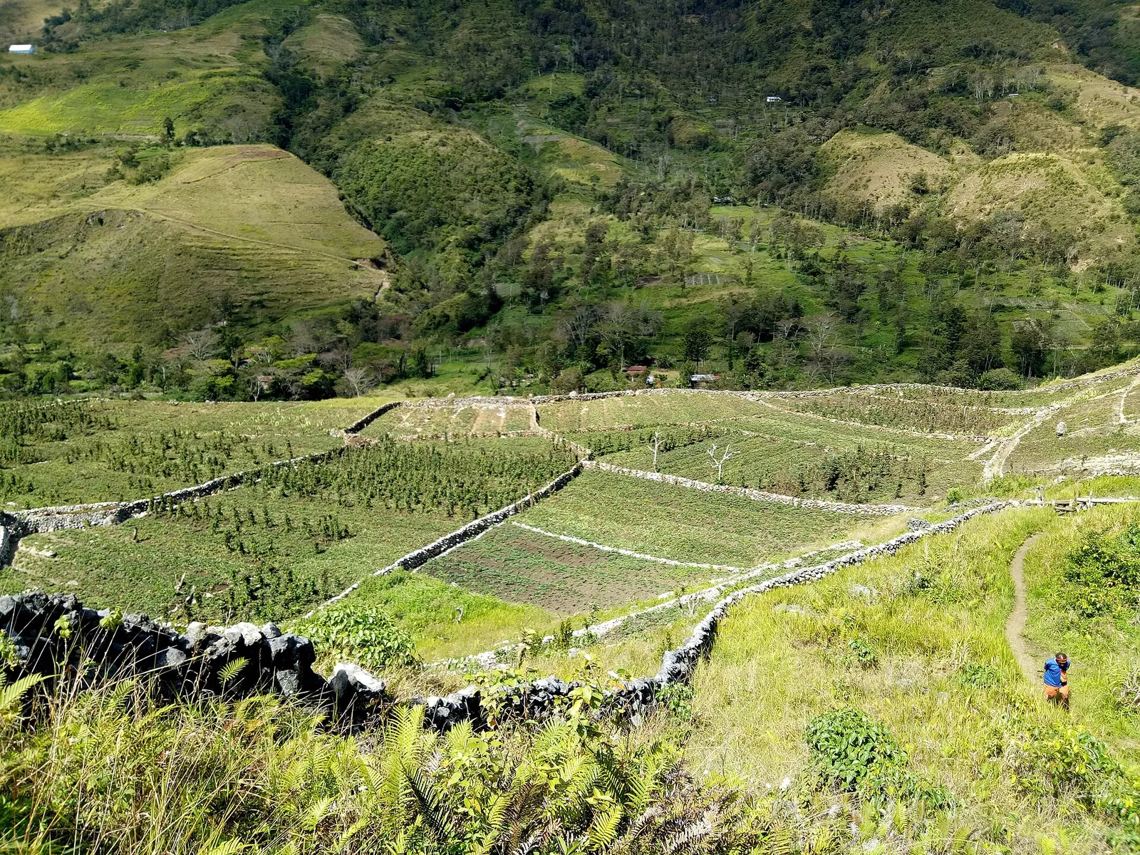 Terraced sweet-potato gardens and stone walls on a green hillside in the Baliem Valley