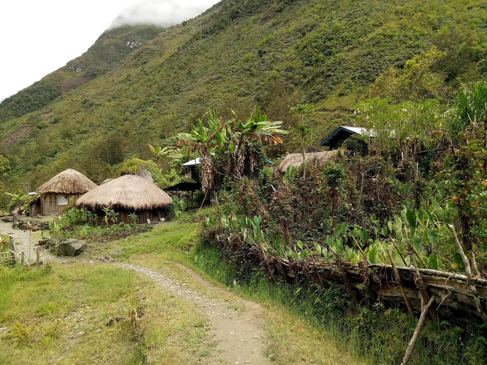 Thatched round honai houses beside a dirt path in a village on the Baliem trail