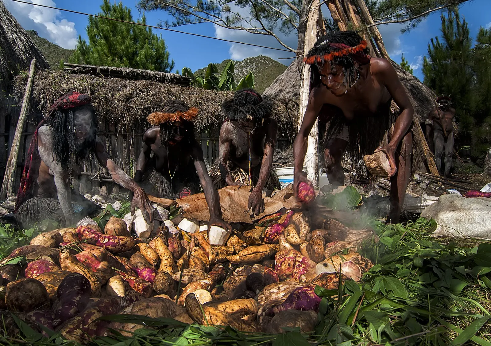 Men in headdresses unpacking roasted sweet potatoes from a bakar batu earth oven