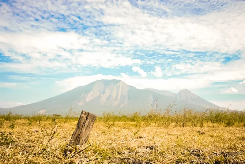 Dry golden grassland of the Bekol savanna with Mount Baluran rising under a blue sky