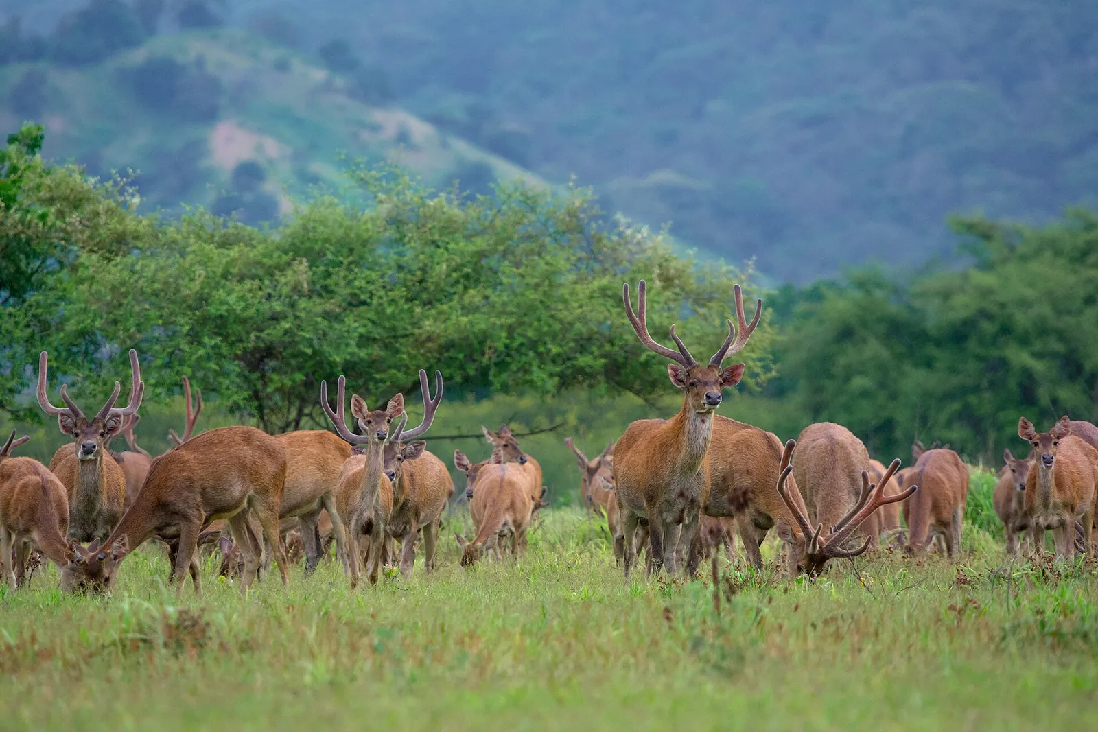 A herd of Timor deer stags and hinds grazing in green grass at the edge of the forest