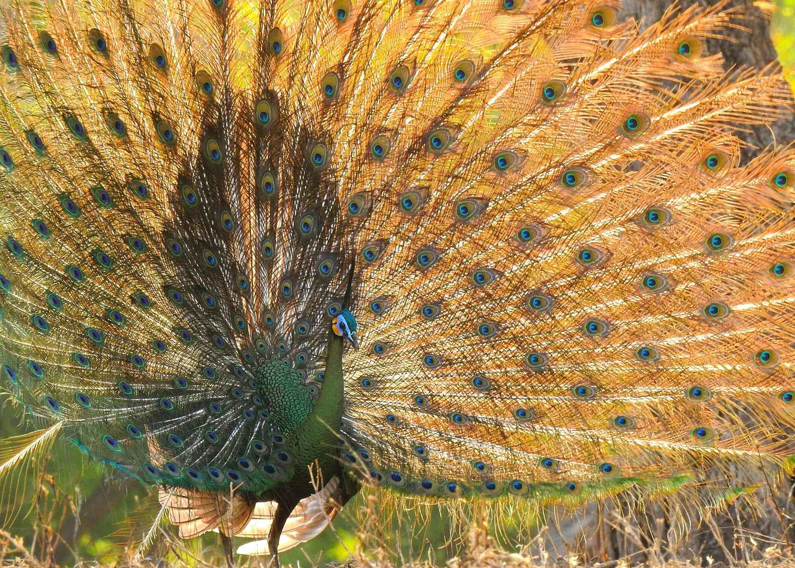 A male green peafowl with its tail fully fanned out in a display