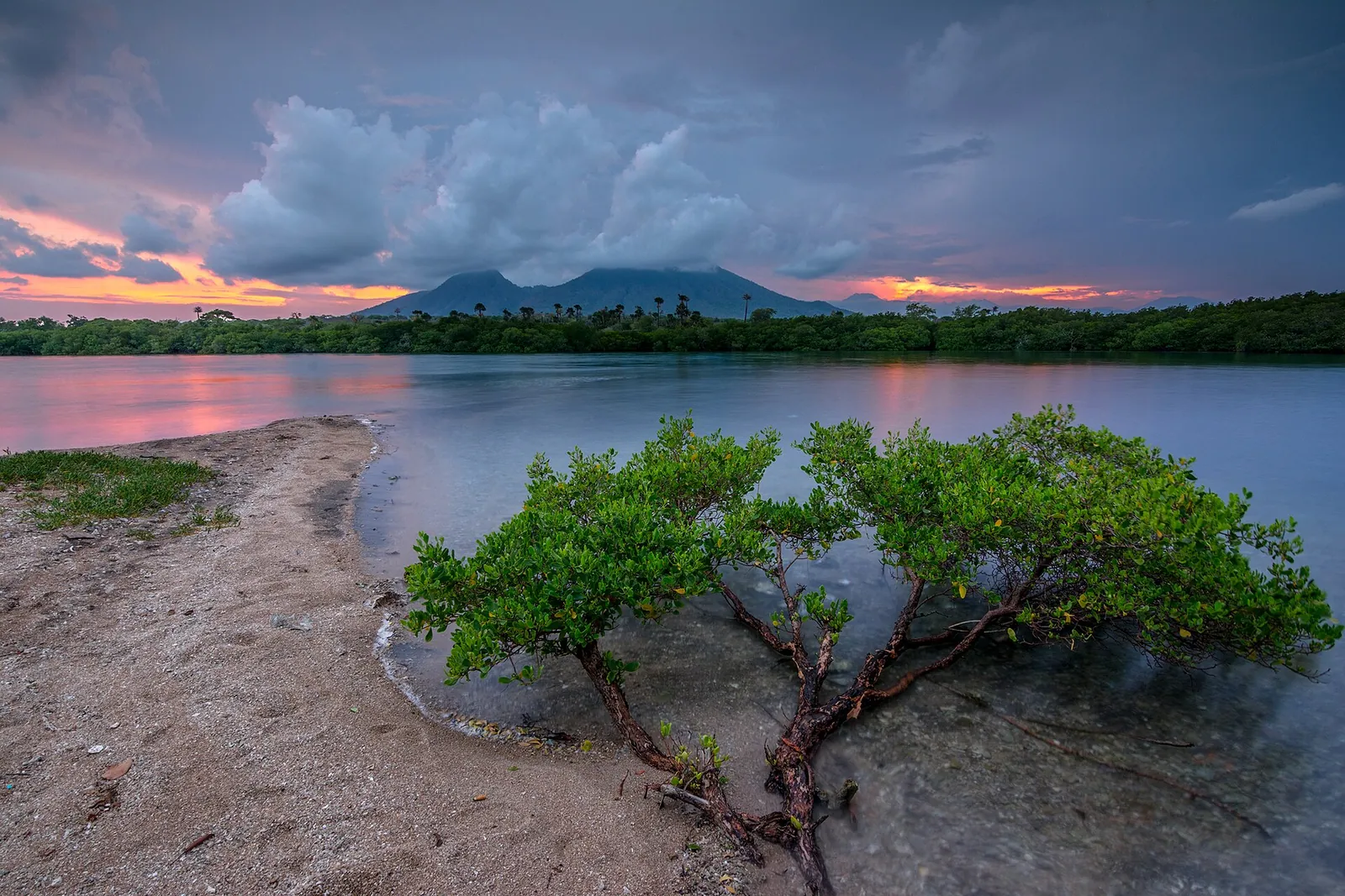 A low green tree on a sandy spit beside calm water, with Mount Baluran on the horizon at dusk