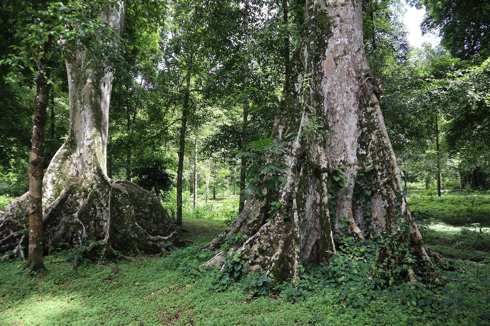 Tall buttressed trees shading the nutmeg garden at Lonthoir on Banda Besar