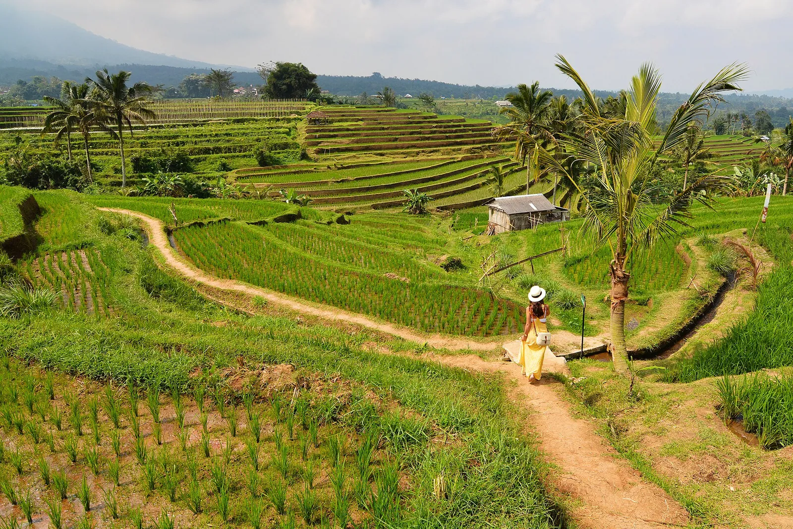 Terraced green rice fields with a dirt path and palm trees at Jatiluwih