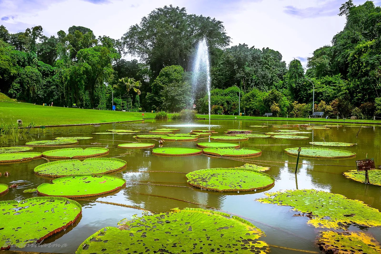 Giant water lily pads and a fountain on a pond in the Bogor Botanical Gardens