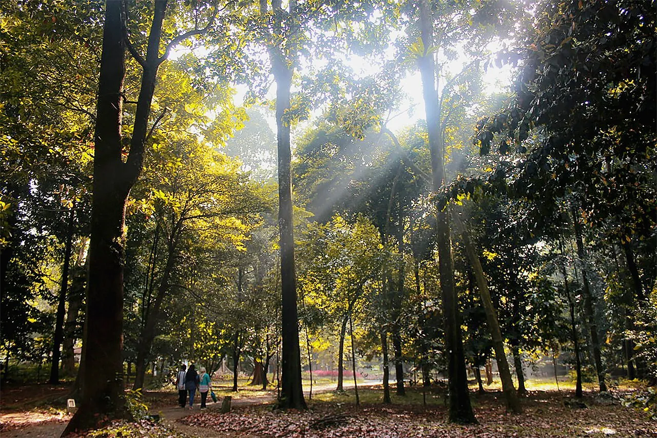 Sunlight falling through tall trees onto a shady path in the Bogor Botanical Gardens