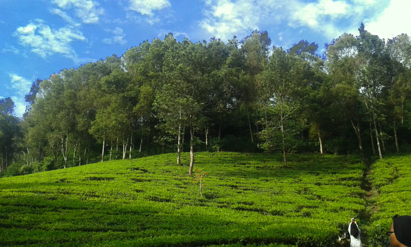Rows of tea bushes on a slope below a line of trees at Gunung Mas, Puncak