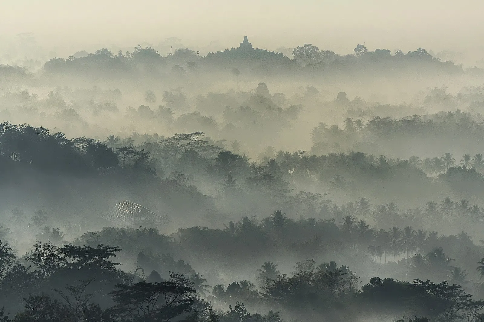Borobudur temple rising above morning mist and forest, seen from a distant hill