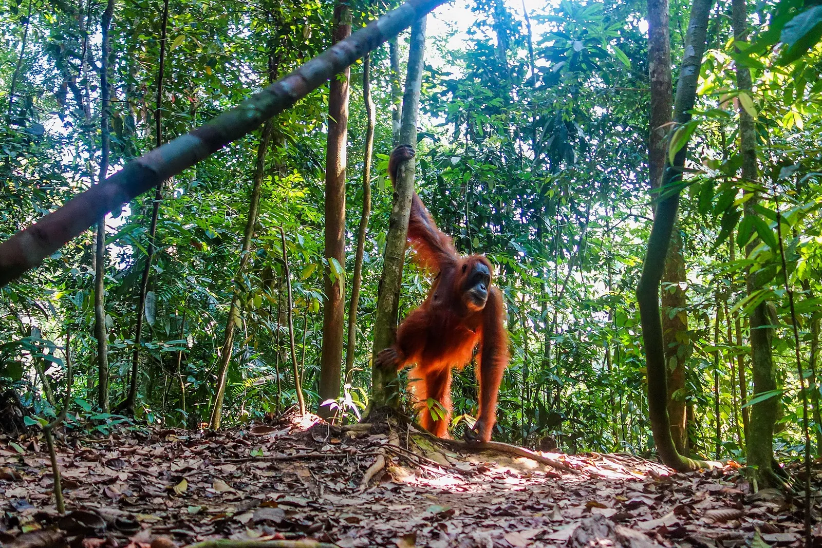 A Sumatran orangutan standing on the forest floor among trees near Bukit Lawang