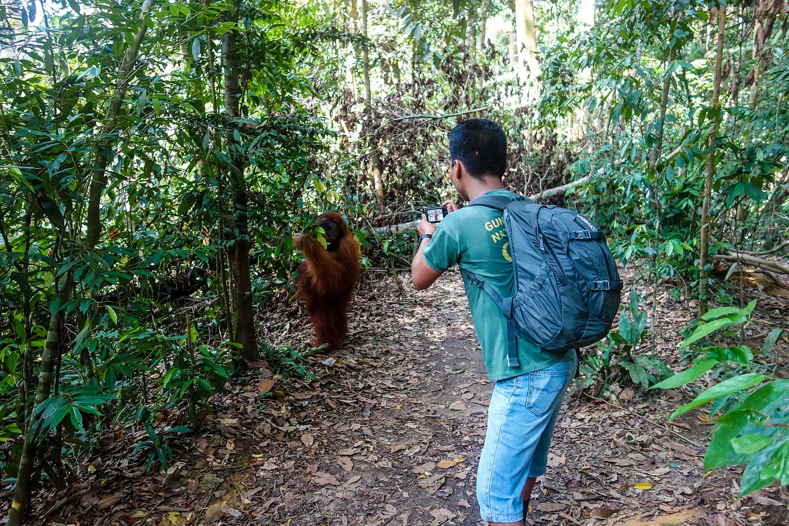 A hiker on a forest trail photographing a Sumatran orangutan further along the path near Bukit Lawang