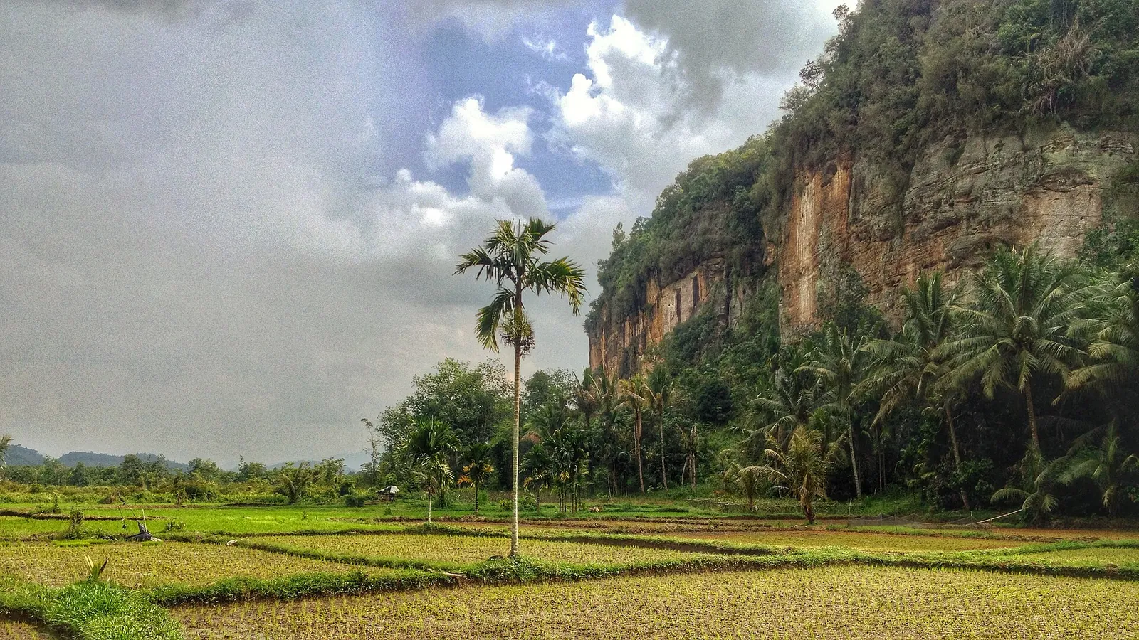 Rice fields and a palm tree beneath tall orange sandstone cliffs in the Harau Valley