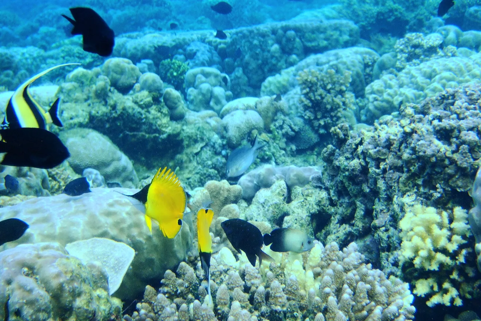 Reef fish including a Moorish idol and yellow tangs swimming over hard corals in Bunaken National Marine Park
