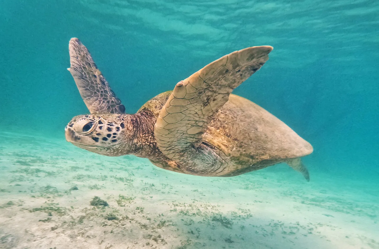 A green sea turtle swimming over sand in clear water off Derawan Island