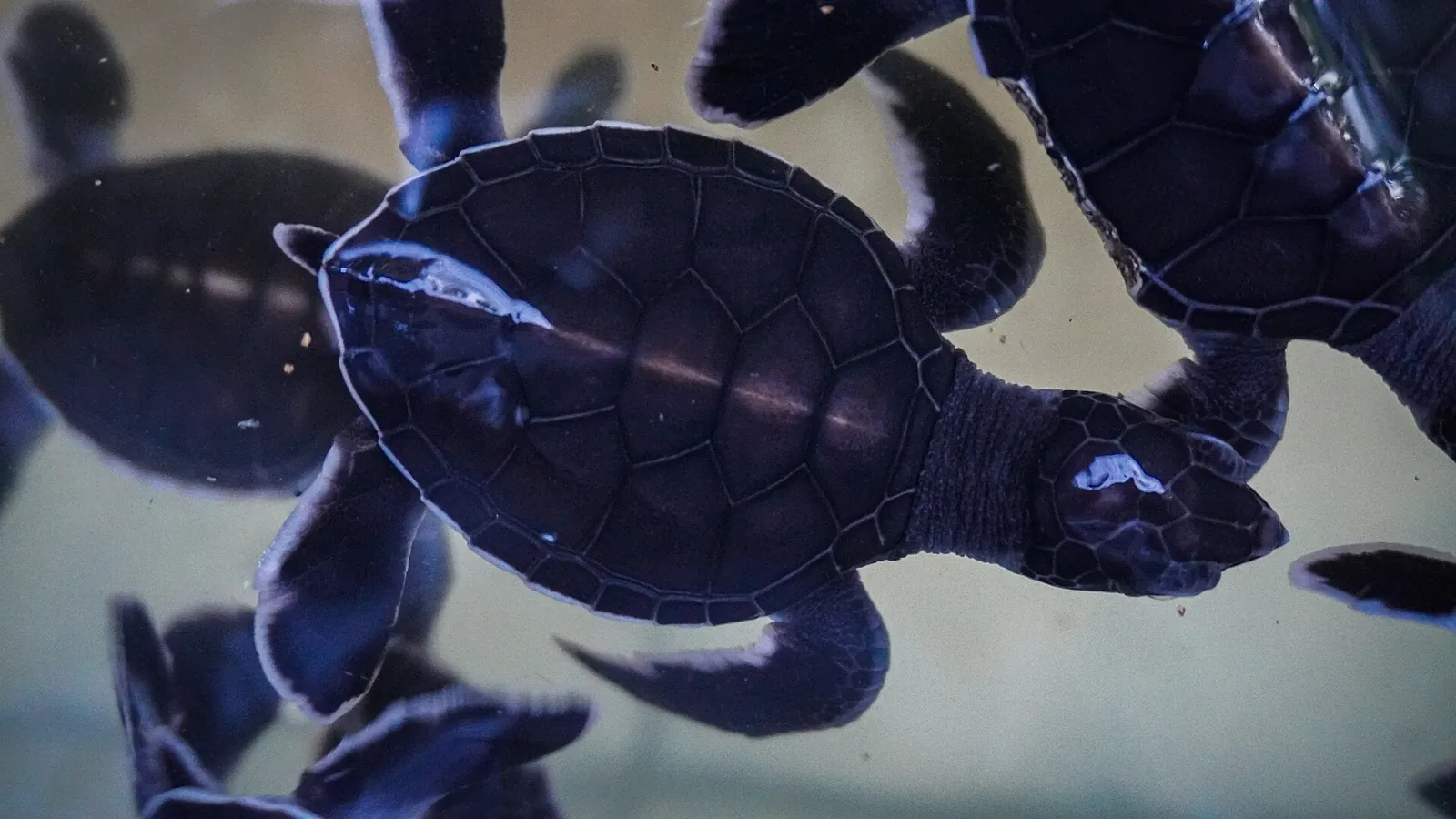 Green turtle hatchlings swimming in a holding tank at the turtle hatchery on Sangalaki Island