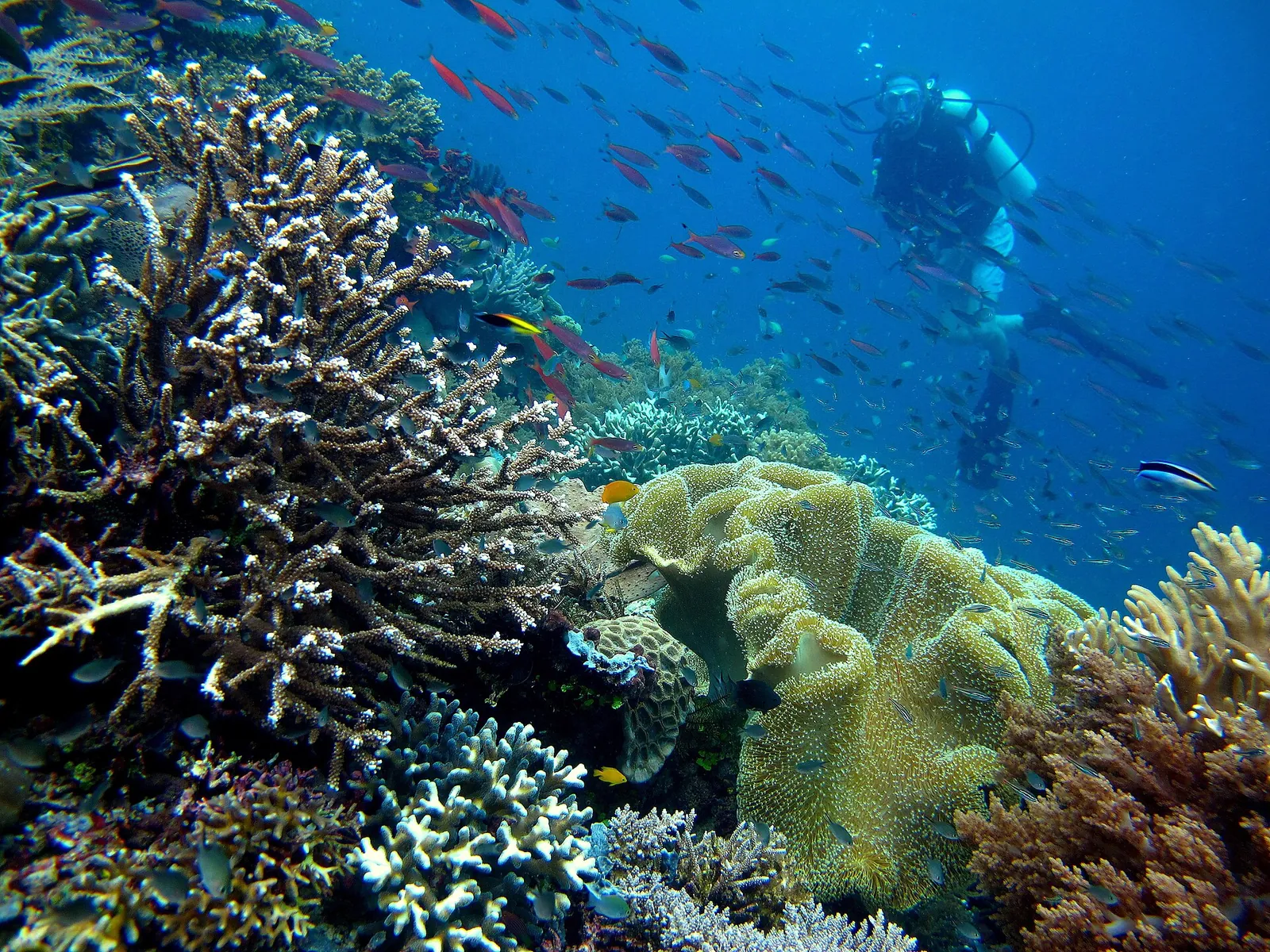 Scuba diver swimming above hard corals and a school of small fish in Raja Ampat