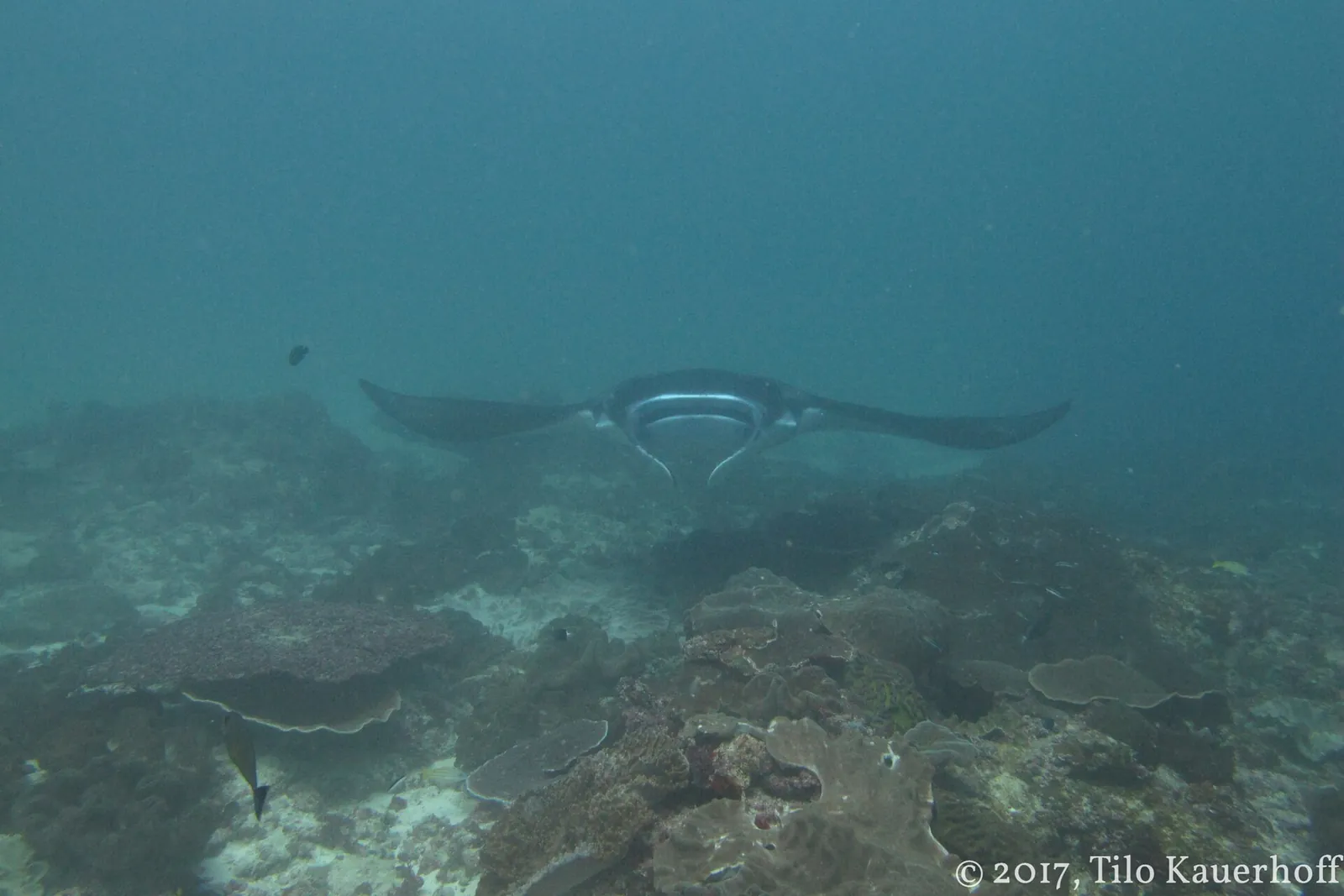 Reef manta ray gliding above a rocky reef in blue-green water