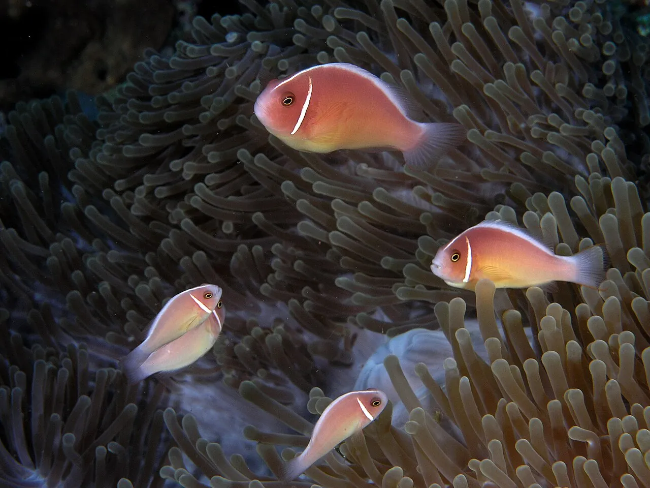 Pink anemonefish sheltering among the tentacles of a sea anemone