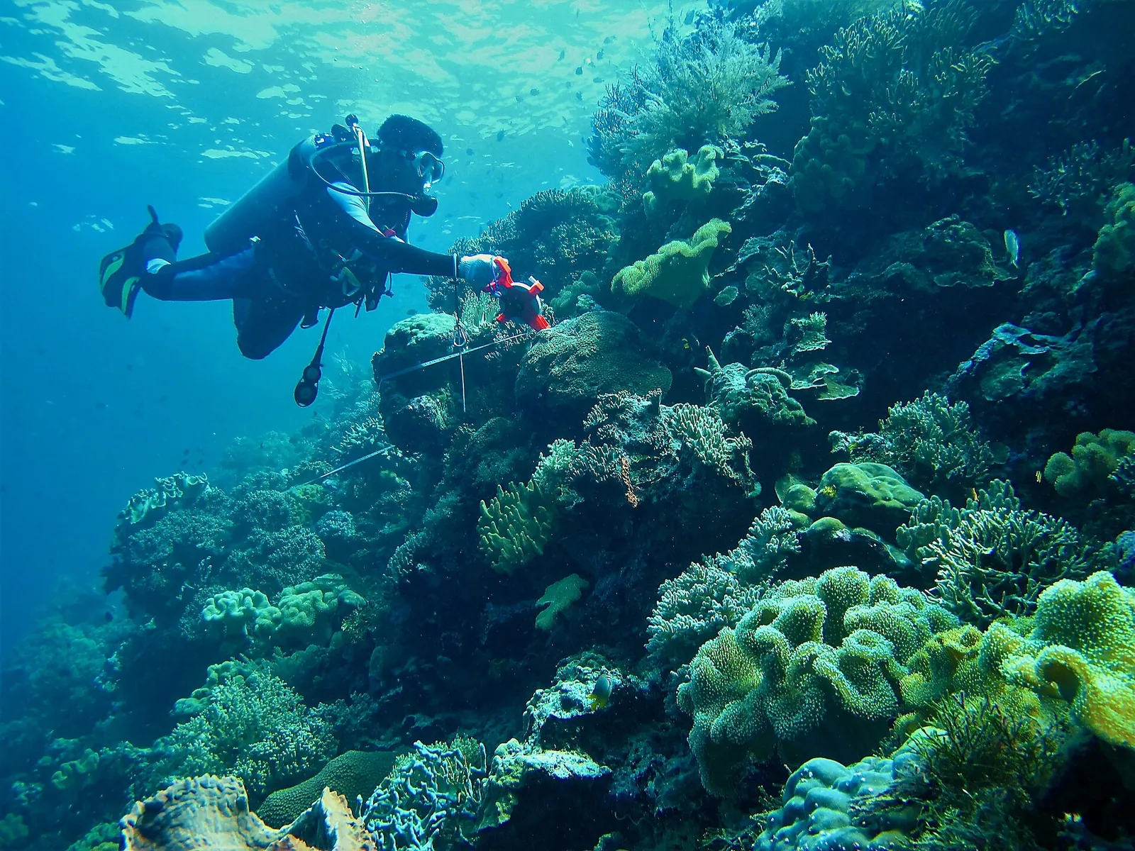 Diver laying a survey tape across a sloping coral reef in blue water