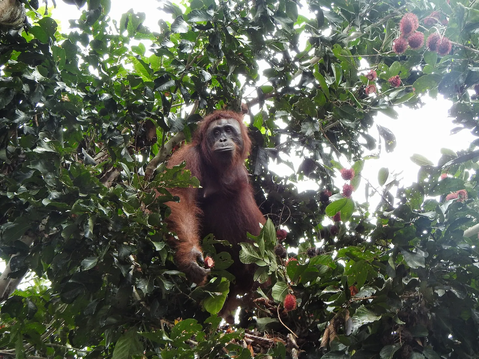 A Bornean orangutan sitting among leaves in Tanjung Puting National Park, Central Kalimantan