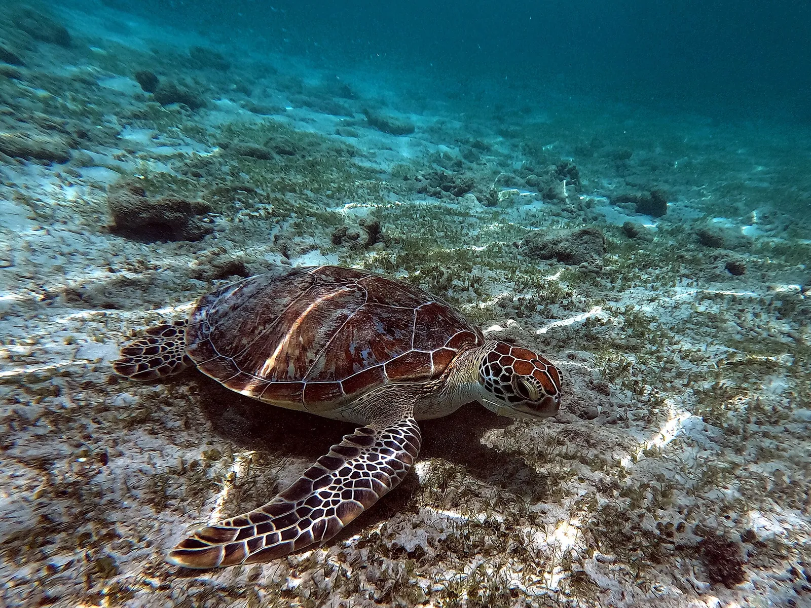 A green sea turtle swimming over sand and coral off Gili Trawangan